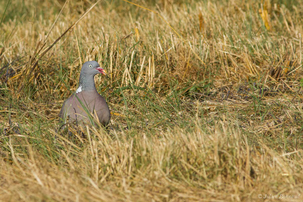 Pigeon ramier — Columba palumbus Linnaeus, 1758, (Périgueux (24), France, le 06/08/2018)