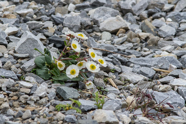 Renoncule à feuilles de parnassie — Ranunculus parnassifolius L., 1753, (Station de ski de Gourette, Eaux Bonnes (65), France, le 15/06/2020)