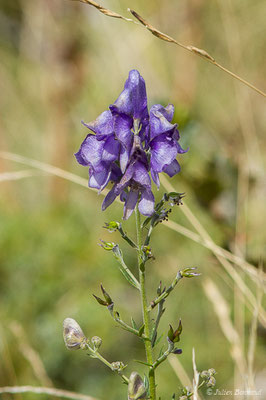 Aconit de Corse — Aconitum napellus subsp. corsicum (Gáyer) Seitz, 1969