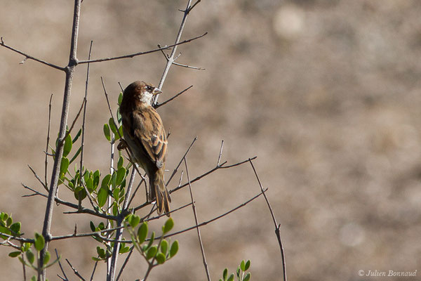 Moineau cisalpin — Passer italiae (Vieillot, 1817), (Girolata, Osani (2A), France, le 12/09/2019)
