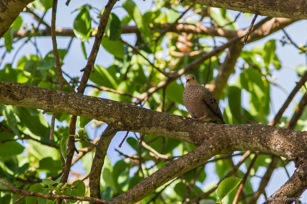 Colombe à queue noire (Columbina passerina) (Bois jolan, Saint-Anne, Guadeloupe, le 16/05/2016)