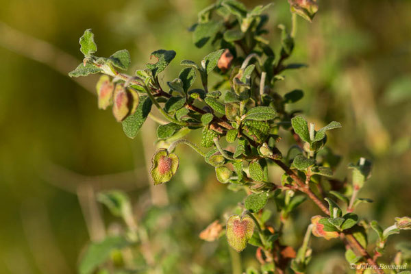 Ciste à feuilles de sauge, Mondré — Cistus salviifolius L., 1753