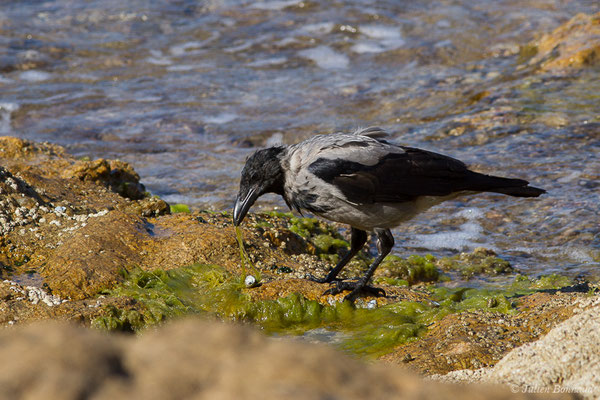 Corneille mantelée — Corvus cornix Linnaeus, 1758, (L'Île-Rousse (2B), France, le 13/09/2019)