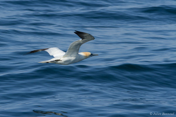Fou de Bassan – Morus bassanus (Linnaeus, 1758), (Saint-Jean-de-Luz (64), France, le 20/04/2019)