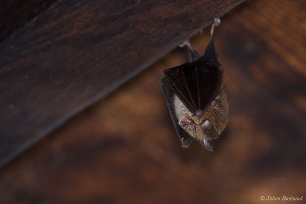 Petit rhinolophe – Rhinolophus hipposideros (Borkhausen, 1797), (Parbayse (64), France, le 22/08/2019)