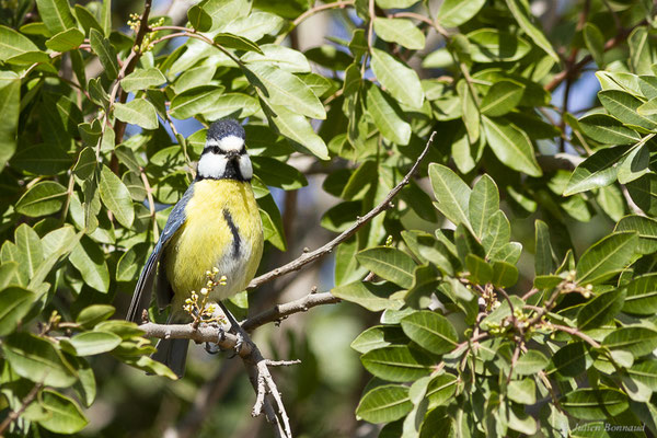 Mésange nord-africaine — Cyanistes teneriffae (Lesson, 1831), (Betancuria, Fuerteventura, (Iles Canaries, Espagne), le 17/02/2022)