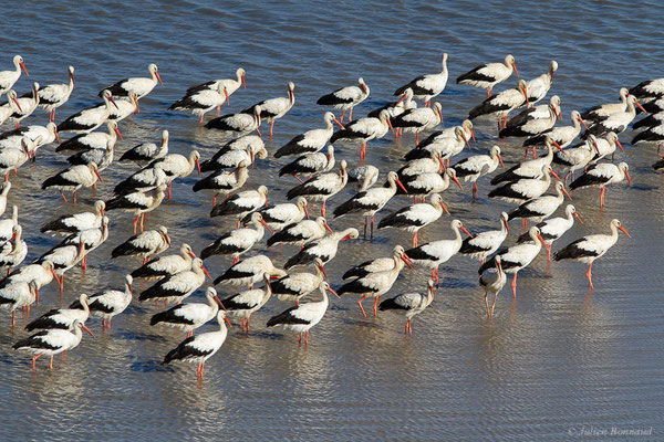 Cigogne blanche — Ciconia ciconia (Linnaeus, 1758), (Tétouan (Tanger-Tétouan-Al Hoceïma), Maroc, le 27/09/2023)