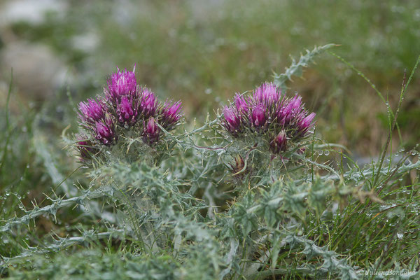 Chardon fausse-Carline — Carduus carlinoides Gouan, 1773, (Station de ski de Gourette, Eaux Bonnes (65), France, le 15/06/2020)