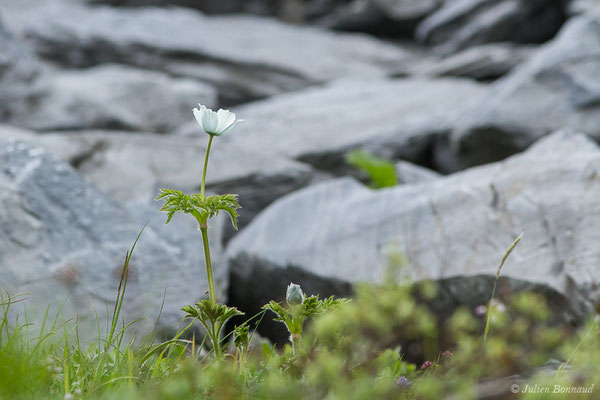 Pulsatille des Alpes — Pulsatilla alpina (L.) Delarbre, 1800