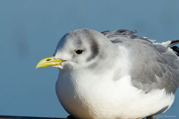 Mouette tridactyle — Rissa tridactyla (Linnaeus, 1758), (Guiche (64), France, le 10/12/2022)