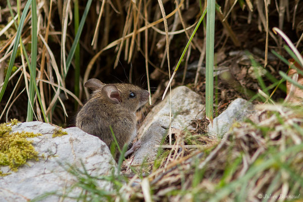 Mulot sylvestre — Apodemus sylvaticus (Linnaeus, 1758), (fort du Portalet, Etsaut (64), France, le 26/03/2021)