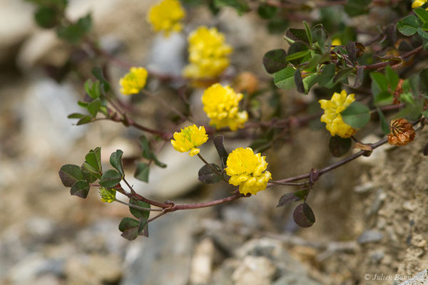 Trèfle champêtre, Trèfle jaune, Trance — Trifolium campestre Schreb., 1804, (Etsaut (64), France, le 20/04/2021)