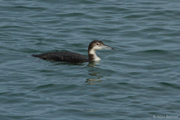 Plongeon imbrin – Gavia immer (Brünnich, 1764), (Baie de Chingoudy, Hendaye, France (64), le 09/02/2019)