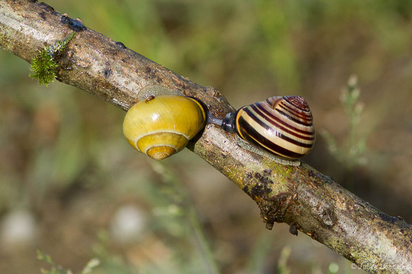 Escargot des haies — Cepaea nemoralis (Linnaeus, 1758)