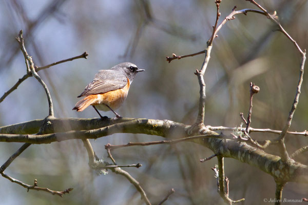 Rougequeue à front blanc — Phoenicurus phoenicurus (Linnaeus, 1758)