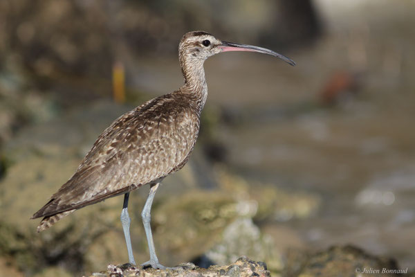 Courlis corlieu — Numenius phaeopus (Linnaeus, 1758)