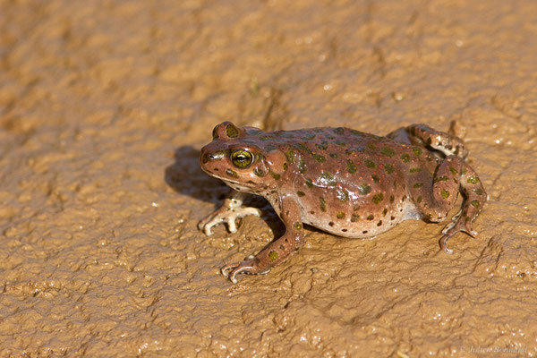 Crapaud vert marocain — Barbarophryne brongersmai (Hoogmoed, 1972)