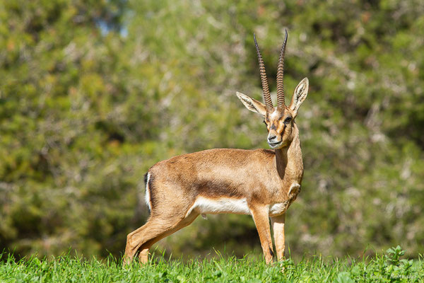 Gazelle de Cuvier — Gazella cuvieri (Ogilby, 1841), (Parc zoologique de Rabat (Rabat-Salé-Kénitra), Maroc, le 21/01/2023)