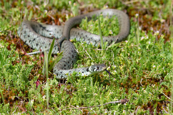 Couleuvre helvétique — Natrix helvetica (Lacepède, 1789)