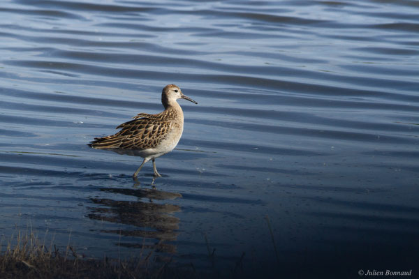 Combattant varié — Calidris pugnax (Linnaeus, 1758)