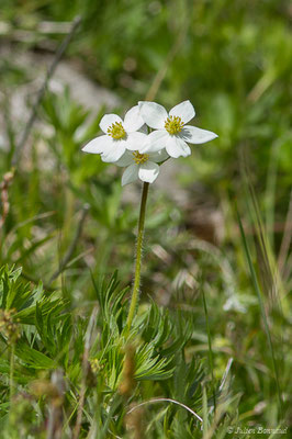 Anémone à fleurs de Narcisse — Anemonastrum narcissiflorum (L.) Holub, 1973