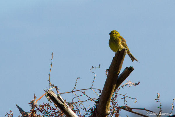 Bruant jaune — Emberiza citrinella Linnaeus, 1758, (Malguénac (56), France, le 17/02/2017)