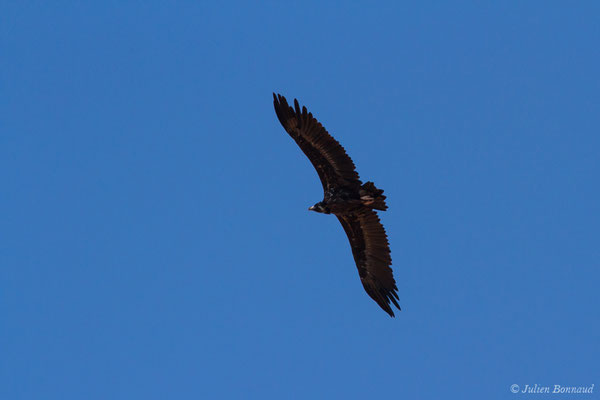 Vautour moine — Aegypius monachus (Linnaeus, 1766), (adulte) (en route vers Salamanque (Castille-et-León), Espagne, le 06/09/2018)