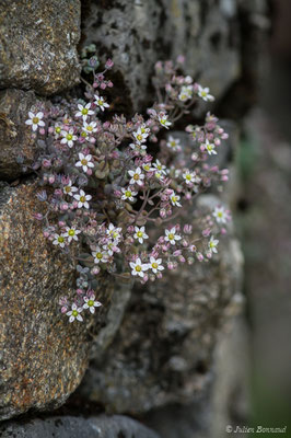 Orpin à feuilles épaisses — Sedum dasyphyllum L., 1753, (Eup (31), France, le 04/06/2018)