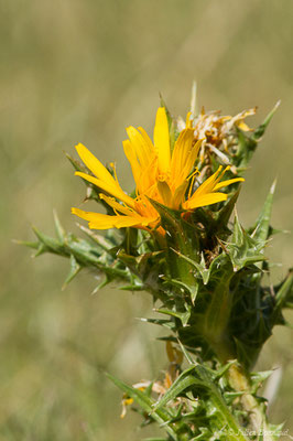 Scolyme d'Espagne ou Chardon d'Espagne — Scolymus hispanicus L., 1753, (Belvédère-Campomoro (2A), France, le 08/09/2019)