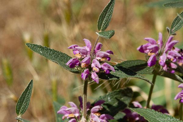 Phlomide herbe-au-vent – Phlomis herba-venti L., 1753, (Castille-et-León, Espagne, le 04/07/2022)