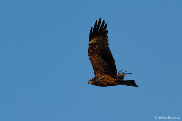 Milan noir – Milvus migrans (Boddaert, 1783), (adulte) (Pihourc, Lieoux (31), France, le 22/03/2019)
