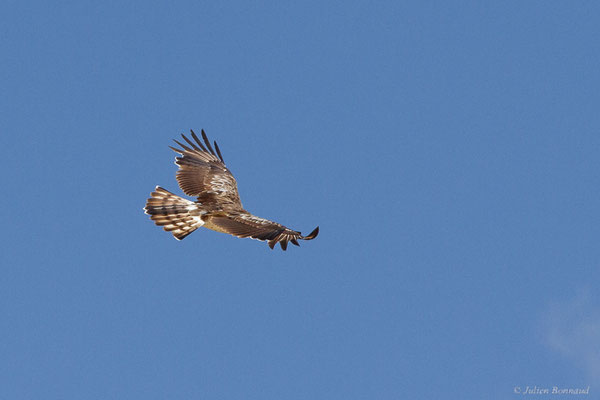 Circaète Jean-le-blanc — Circaetus gallicus (Gmelin, JF, 1788), (Pitillas (Navarre), Espagne, le 15/07/2023)