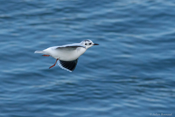 Mouette pygmée — Hydrocoloeus minutus (Pallas, 1776)