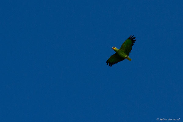Amazone aourou — Amazona amazonica (Linnaeus, 1766), (Embouchure de l'Approuague, Régina, Guyane, le 11/09/2017)