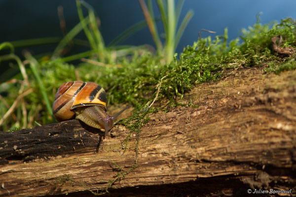 Escargot des haies — Cepaea nemoralis (Linnaeus, 1758)