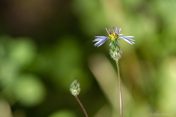 Volutaire — Volutaria crupinoides (Desf.) Maire, (Tata (Souss-Massa), Maroc, le 08/02/2023)