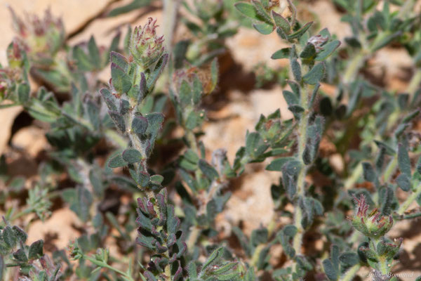 Pied de Coq — Lotus hirsutus L., 1753