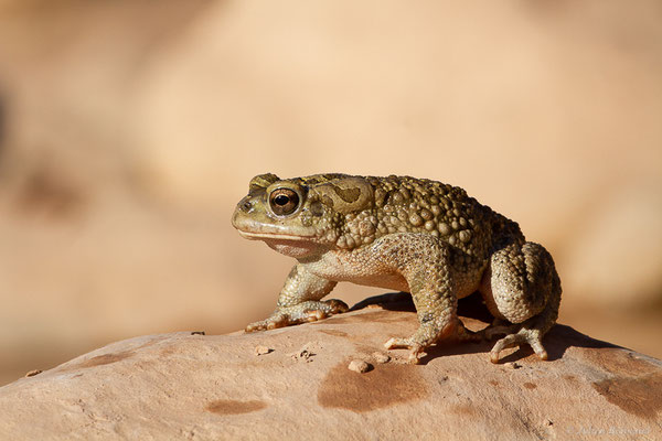 Crapaud berbère — Sclerophrys mauritanica (Schlegel, 1841)