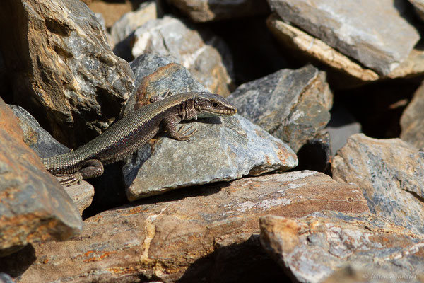 Lézard de Bonnal — Iberalacerta bonnali (Lantz, 1927),  (Station de ski de Gourette, Eaux-Bonnes, 22/07/2022)