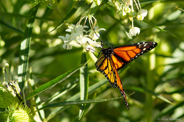 Monarque ou Monarque américain — Danaus plexippus (Linnaeus, 1758), (Tétouan (Tanger-Tétouan-Al Hoceïma), Maroc, le 27/09/2023)