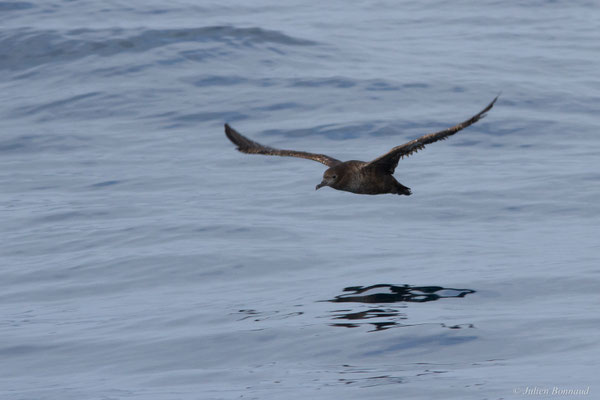 Puffin fuligineux — Ardenna grisea (Gmelin, JF, 1789)