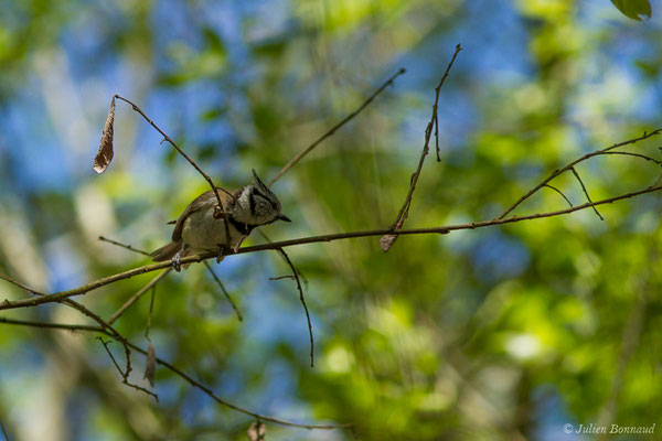 Mésange huppée — Lophophanes cristatus (Linnaeus, 1758), (Saint-Paul-Les-Dax (40), France, le 17/04/2018)