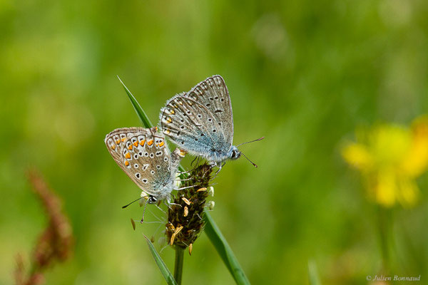 Azuré de la Bugrane, Argus bleu, Azuré d'Icare, Icare, Lycène Icare, Argus Icare — Polyommatus icarus (Rottemburg, 1775), (Narrosse (40), France, le 28/04/2023)