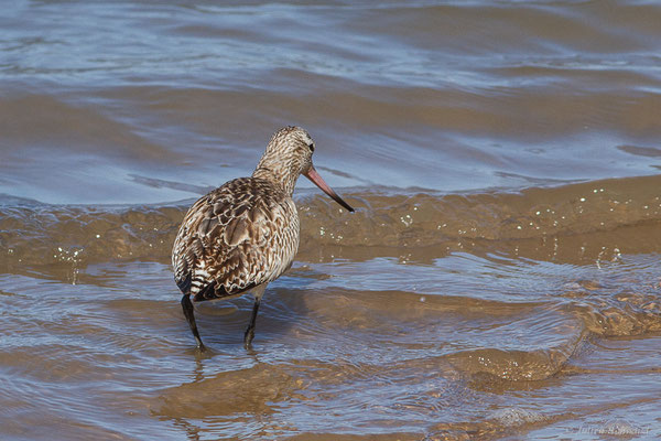 Barge rousse — Limosa lapponica (Linnaeus, 1758), (Parc national de Khenifiss (Laâyoune-Sakia El Hamra), le 06/02/2024)