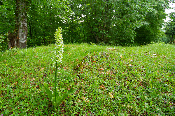 Platanthère à fleurs verdâtres — Platanthera chlorantha (Custer) Rchb., 1828