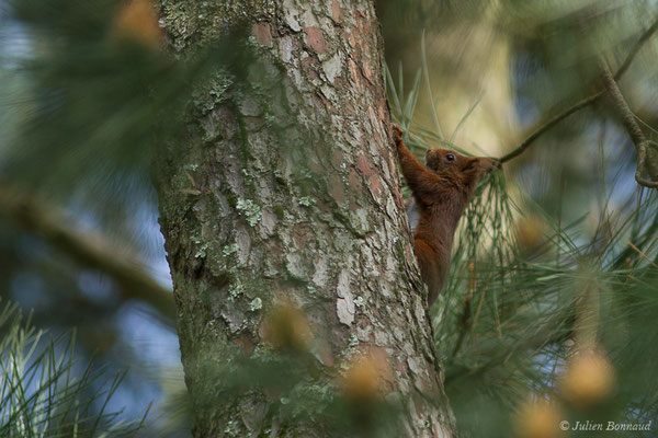 Écureuil roux — Sciurus vulgaris Linnaeus, 1758, (Anglet (64), France, le 13/03/2020)