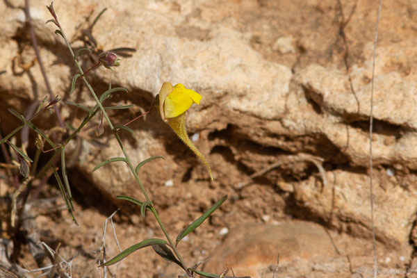 Kickxia heterophylla (Schousb.) Dandy, (Parc national de Souss-Massa, Sidi Binzarne, Maroc, le 02/02/2023)