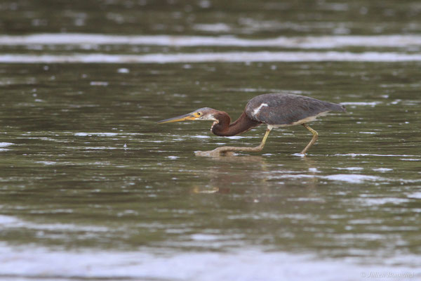 Aigrette tricolore — Egretta tricolor (Statius Müller, 1776), (immature), (Dégrad de Guatémala, Guyane, le 02/01/2016)