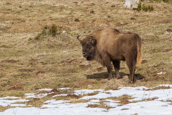 Bison d'Europe – Bison bonasus (Linnaeus, 1758), (Parc faunistique Lacuniacha, Huesca, Espagne, le 09/02/2020)