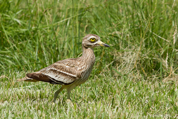 Œdicnème criard — Burhinus oedicnemus (Linnaeus, 1758), (Zoodycée, Chizé (79), France, le 12/06/2021)